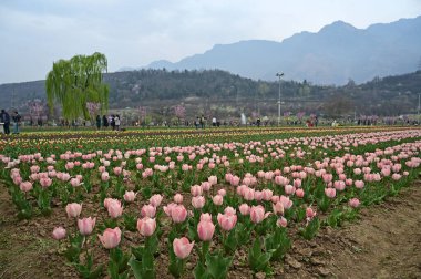 SRINAGAR, INDIA - 26 Mart 2025: Asya 'nın en büyük lale bahçesi 26 Mart 2025 tarihinde Hindistan' ın Srinagar kentinde yeni bir turizm sezonunun başlangıcı olarak Çarşamba günü halka açıldı. (Fotoğraf: Waseem Andrabi / Hindustan Times)