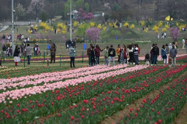 SRINAGAR, INDIA - 26 Mart 2025: Asya 'nın en büyük lale bahçesi 26 Mart 2025 tarihinde Hindistan' ın Srinagar kentinde yeni bir turizm sezonunun başlangıcı olarak Çarşamba günü halka açıldı. (Fotoğraf: Waseem Andrabi / Hindustan Times)