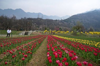 SRINAGAR, INDIA - 26 Mart 2025: Asya 'nın en büyük lale bahçesi 26 Mart 2025 tarihinde Hindistan' ın Srinagar kentinde yeni bir turizm sezonunun başlangıcı olarak Çarşamba günü halka açıldı. (Fotoğraf: Waseem Andrabi / Hindustan Times)