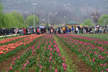 SRINAGAR, INDIA - 26 Mart 2025: Asya 'nın en büyük lale bahçesi 26 Mart 2025 tarihinde Hindistan' ın Srinagar kentinde yeni bir turizm sezonunun başlangıcı olarak Çarşamba günü halka açıldı. (Fotoğraf: Waseem Andrabi / Hindustan Times)