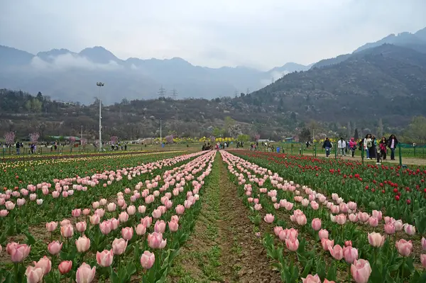 SRINAGAR, INDIA - 26 Mart 2025: Asya 'nın en büyük lale bahçesi 26 Mart 2025 tarihinde Hindistan' ın Srinagar kentinde yeni bir turizm sezonunun başlangıcı olarak Çarşamba günü halka açıldı. (Fotoğraf: Waseem Andrabi / Hindustan Times)