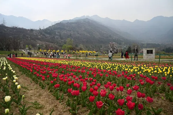 SRINAGAR, INDIA - 26 Mart 2025: Asya 'nın en büyük lale bahçesi 26 Mart 2025 tarihinde Hindistan' ın Srinagar kentinde yeni bir turizm sezonunun başlangıcı olarak Çarşamba günü halka açıldı. (Fotoğraf: Waseem Andrabi / Hindustan Times)