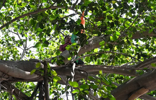 MUMBAI, INDIA - 26 Mart 2025: Beed ilçesinden bir çiftçi olan Ishwar Shinde, Mumbai Nariman Point 'te Vidhan Bhavan' ın önündeki ağaca tırmanarak dramatik bir protesto gerçekleştirdi..