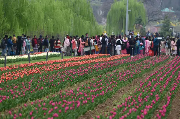 SRINAGAR, INDIA - 26 Mart 2025: Asya 'nın en büyük lale bahçesi 26 Mart 2025 tarihinde Hindistan' ın Srinagar kentinde yeni bir turizm sezonunun başlangıcı olarak Çarşamba günü halka açıldı. (Fotoğraf: Waseem Andrabi / Hindustan Times)