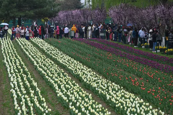 SRINAGAR, INDIA - 26 Mart 2025: Asya 'nın en büyük lale bahçesi 26 Mart 2025 tarihinde Hindistan' ın Srinagar kentinde yeni bir turizm sezonunun başlangıcı olarak Çarşamba günü halka açıldı. (Fotoğraf: Waseem Andrabi / Hindustan Times)