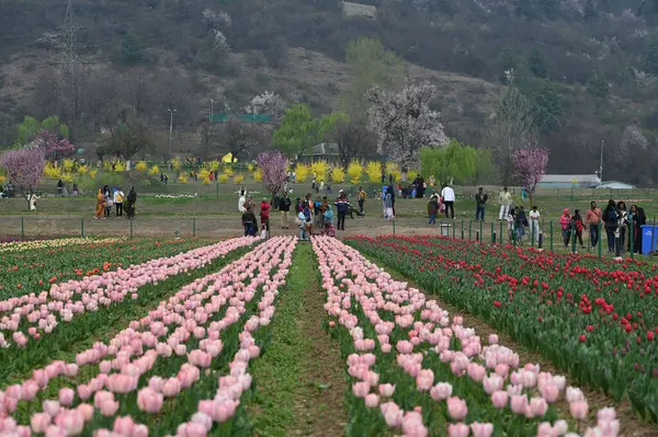 SRINAGAR, INDIA - 26 Mart 2025: Asya 'nın en büyük lale bahçesi 26 Mart 2025 tarihinde Hindistan' ın Srinagar kentinde yeni bir turizm sezonunun başlangıcı olarak Çarşamba günü halka açıldı. (Fotoğraf: Waseem Andrabi / Hindustan Times)