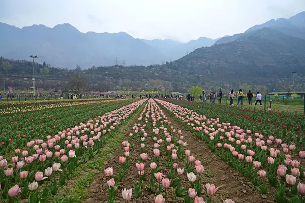 SRINAGAR, INDIA - 26 Mart 2025: Asya 'nın en büyük lale bahçesi 26 Mart 2025 tarihinde Hindistan' ın Srinagar kentinde yeni bir turizm sezonunun başlangıcı olarak Çarşamba günü halka açıldı. (Fotoğraf: Waseem Andrabi / Hindustan Times)