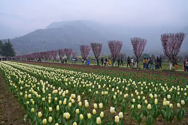 SRINAGAR, INDIA - 26 Mart 2025: Asya 'nın en büyük lale bahçesi 26 Mart 2025 tarihinde Hindistan' ın Srinagar kentinde yeni bir turizm sezonunun başlangıcı olarak Çarşamba günü halka açıldı. (Fotoğraf: Waseem Andrabi / Hindustan Times)