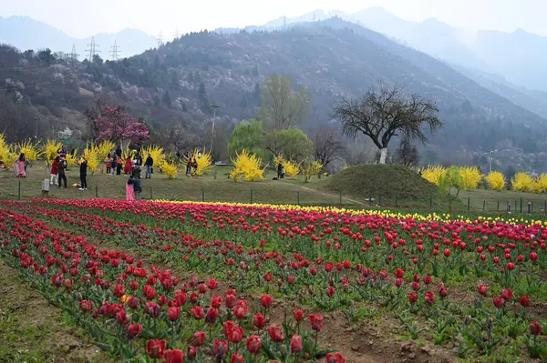 SRINAGAR, INDIA - 26 Mart 2025: Asya 'nın en büyük lale bahçesi 26 Mart 2025 tarihinde Hindistan' ın Srinagar kentinde yeni bir turizm sezonunun başlangıcı olarak Çarşamba günü halka açıldı. (Fotoğraf: Waseem Andrabi / Hindustan Times)