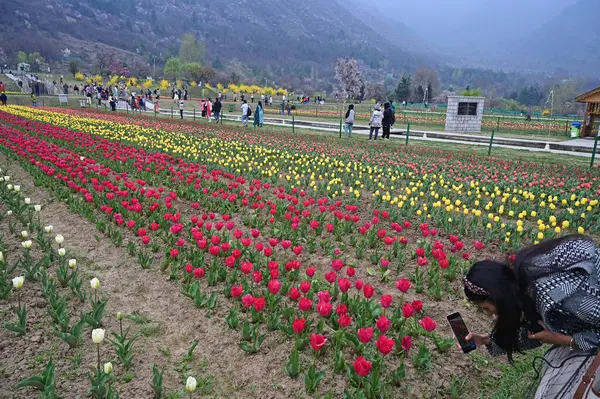 SRINAGAR, INDIA - 26 Mart 2025: Asya 'nın en büyük lale bahçesi 26 Mart 2025 tarihinde Hindistan' ın Srinagar kentinde yeni bir turizm sezonunun başlangıcı olarak Çarşamba günü halka açıldı. (Fotoğraf: Waseem Andrabi / Hindustan Times)