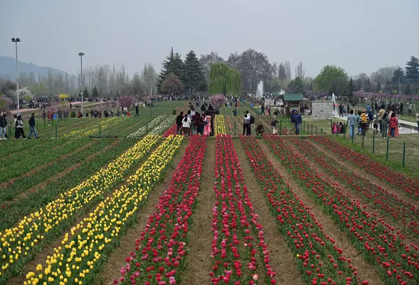 SRINAGAR, INDIA - 26 Mart 2025: Asya 'nın en büyük lale bahçesi 26 Mart 2025 tarihinde Hindistan' ın Srinagar kentinde yeni bir turizm sezonunun başlangıcı olarak Çarşamba günü halka açıldı. (Fotoğraf: Waseem Andrabi / Hindustan Times)