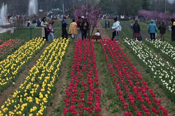 SRINAGAR, INDIA - 26 Mart 2025: Asya 'nın en büyük lale bahçesi 26 Mart 2025 tarihinde Hindistan' ın Srinagar kentinde yeni bir turizm sezonunun başlangıcı olarak Çarşamba günü halka açıldı. (Fotoğraf: Waseem Andrabi / Hindustan Times)