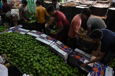 NAVI MUMBAI, INDIA - 30 Mart 2025: 40.000 kutu mango Gudi Padwa vesilesiyle APMC 'ye geldi. Gudi Padwa' nın uğurlu gününde, 30 Mart 2025 tarihinde Navi Mumbai, Hindistan 'da bulunan Navi Mumbai' de ihraç edilmeye hazır..