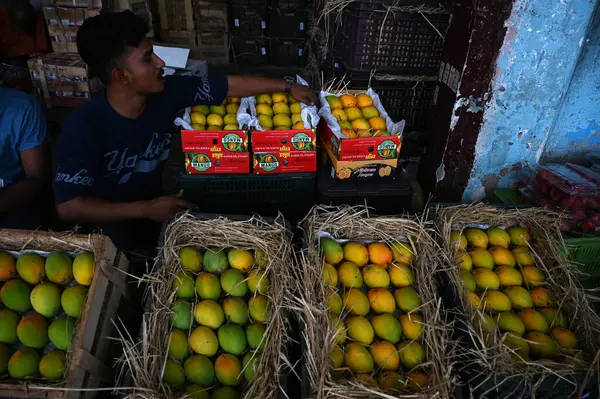 NAVI MUMBAI, INDIA - 30 Mart 2025: 40.000 kutu mango Gudi Padwa vesilesiyle APMC 'ye geldi. Gudi Padwa' nın uğurlu gününde, 30 Mart 2025 tarihinde Navi Mumbai, Hindistan 'da bulunan Navi Mumbai' de ihraç edilmeye hazır..