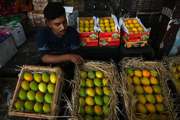 NAVI MUMBAI, INDIA - 30 Mart 2025: 40.000 kutu mango Gudi Padwa vesilesiyle APMC 'ye geldi. Gudi Padwa' nın uğurlu gününde, 30 Mart 2025 tarihinde Navi Mumbai, Hindistan 'da bulunan Navi Mumbai' de ihraç edilmeye hazır..