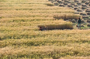 GURUGRAM, INDIA - 5 Nisan 2025 'te Hindistan' ın Gurugram şehrinde Delhi-Mumbai otoyolu yakınlarındaki Gurugram yolunda buğday hasadı toplayan işçiler görülüyor.. 