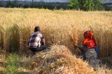GURUGRAM, INDIA - 5 Nisan 2025 'te Hindistan' ın Gurugram şehrinde Delhi-Mumbai otoyolu yakınlarındaki Gurugram yolunda buğday hasadı toplayan işçiler görülüyor.. 