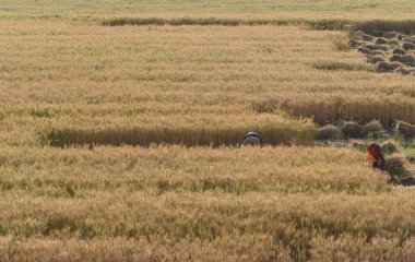 GURUGRAM, INDIA - 5 Nisan 2025 'te Hindistan' ın Gurugram şehrinde Delhi-Mumbai otoyolu yakınlarındaki Gurugram yolunda buğday hasadı toplayan işçiler görülüyor.. 