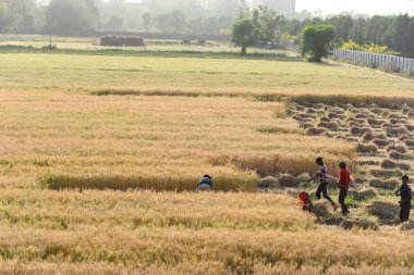 GURUGRAM, INDIA - 5 Nisan 2025 'te Hindistan' ın Gurugram şehrinde Delhi-Mumbai otoyolu yakınlarındaki Gurugram yolunda buğday hasadı toplayan işçiler görülüyor.. 