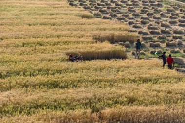 GURUGRAM, INDIA - 5 Nisan 2025 'te Hindistan' ın Gurugram şehrinde Delhi-Mumbai otoyolu yakınlarındaki Gurugram yolunda buğday hasadı toplayan işçiler görülüyor.. 