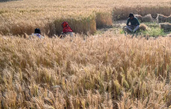 GURUGRAM, INDIA - 5 Nisan 2025 'te Hindistan' ın Gurugram şehrinde Delhi-Mumbai otoyolu yakınlarındaki Gurugram yolunda buğday hasadı toplayan işçiler görülüyor.. 