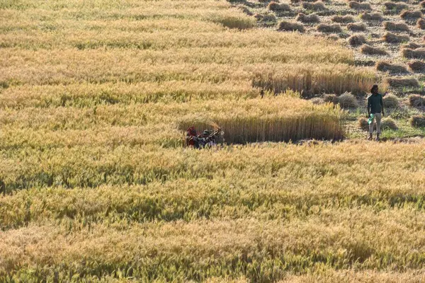 GURUGRAM, INDIA - 5 Nisan 2025 'te Hindistan' ın Gurugram şehrinde Delhi-Mumbai otoyolu yakınlarındaki Gurugram yolunda buğday hasadı toplayan işçiler görülüyor.. 