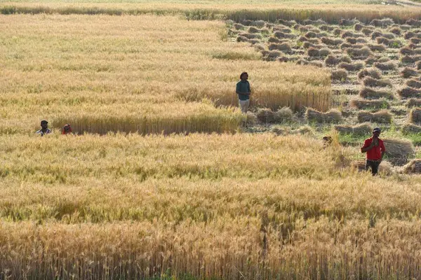 GURUGRAM, INDIA - 5 Nisan 2025 'te Hindistan' ın Gurugram şehrinde Delhi-Mumbai otoyolu yakınlarındaki Gurugram yolunda buğday hasadı toplayan işçiler görülüyor.. 