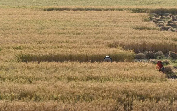 GURUGRAM, INDIA - 5 Nisan 2025 'te Hindistan' ın Gurugram şehrinde Delhi-Mumbai otoyolu yakınlarındaki Gurugram yolunda buğday hasadı toplayan işçiler görülüyor.. 