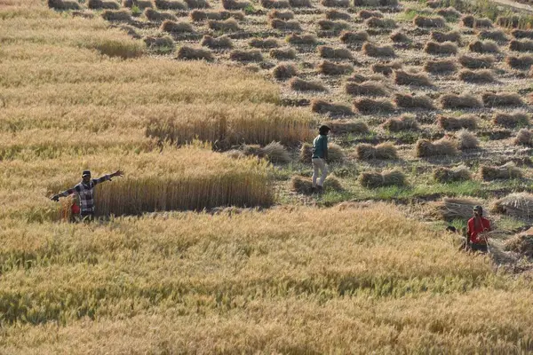 GURUGRAM, INDIA - 5 Nisan 2025 'te Hindistan' ın Gurugram şehrinde Delhi-Mumbai otoyolu yakınlarındaki Gurugram yolunda buğday hasadı toplayan işçiler görülüyor.. 