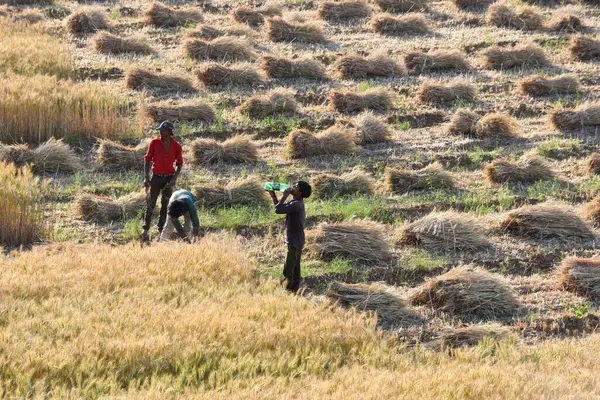 GURUGRAM, INDIA - 5 Nisan 2025 'te Hindistan' ın Gurugram şehrinde Delhi-Mumbai otoyolu yakınlarındaki Gurugram yolunda buğday hasadı toplayan işçiler görülüyor.. 