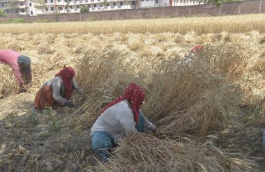 GHAZIABAD INDIA NİSAN 7 Nisan 2025 Hintli kadın tarım işçileri 7 Nisan 2025 tarihinde Gaziabad Hindistan 'da yapılan hasatta orak kullanarak buğday kesiyor. Fotoğraf: Sakib Ali Hindustan Times