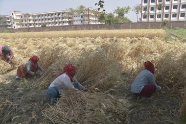 GHAZIABAD INDIA NİSAN 7 Nisan 2025 Hintli kadın tarım işçileri 7 Nisan 2025 tarihinde Gaziabad Hindistan 'da yapılan hasatta orak kullanarak buğday kesiyor. Fotoğraf: Sakib Ali Hindustan Times