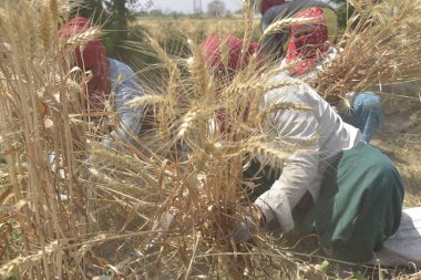 GHAZIABAD INDIA NİSAN 7 Nisan 2025 Hintli kadın tarım işçileri 7 Nisan 2025 tarihinde Gaziabad Hindistan 'da yapılan hasatta orak kullanarak buğday kesiyor. Fotoğraf: Sakib Ali Hindustan Times