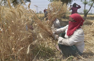 GHAZIABAD INDIA NİSAN 7 Nisan 2025 Hintli kadın tarım işçileri 7 Nisan 2025 tarihinde Gaziabad Hindistan 'da yapılan hasatta orak kullanarak buğday kesiyor. Fotoğraf: Sakib Ali Hindustan Times