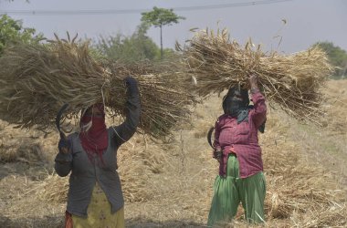 GHAZIABAD INDIA NİSAN 7 Nisan 2025 Hintli kadın çiftçiler 7 Nisan 2025 tarihinde Hindistan Gaziabad 'da hasattan sonra tatil buğday stoku ve orak yaptılar. Fotoğraf: Sakib Ali Hindustan Times