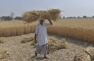 GHAZIABAD INDIA NİSAN 7 Nisan 2025 Yaşlı Adam tarım işçileri, 7 Nisan 2025 tarihinde Gaziabad Hindistan 'da yapılan hasatta buğday kesmek için orak kullanıyor. Fotoğraf: Sakib Ali Hindustan Times