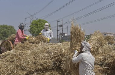 GHAZIABAD INDIA Nisan 7 2025 Çiftçiler buğday kabuğu soyar ve 7 Nisan 2025 'te Ghaziabad Hindistan Fotoğrafı: Sakib Ali Hindustan Times