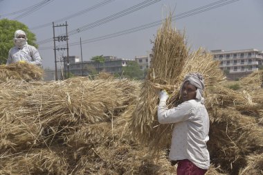 GHAZIABAD INDIA Nisan 7 2025 Çiftçiler buğday kabuğu soyar ve 7 Nisan 2025 'te Ghaziabad Hindistan Fotoğrafı: Sakib Ali Hindustan Times