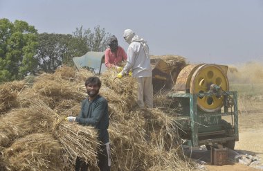 GHAZIABAD INDIA Nisan 7 2025 Çiftçiler buğday kabuğu soyar ve 7 Nisan 2025 'te Ghaziabad Hindistan Fotoğrafı: Sakib Ali Hindustan Times
