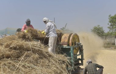 GHAZIABAD INDIA Nisan 7 2025 Çiftçiler buğday kabuğu soyar ve 7 Nisan 2025 'te Ghaziabad Hindistan Fotoğrafı: Sakib Ali Hindustan Times