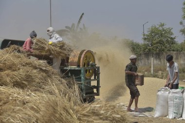 GHAZIABAD INDIA Nisan 7 2025 Çiftçiler buğday kabuğu soyar ve 7 Nisan 2025 'te Ghaziabad Hindistan Fotoğrafı: Sakib Ali Hindustan Times