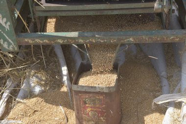 GHAZIABAD INDIA 7 Nisan 2025 Harman makinesinden dökülen buğday taneleri 7 Nisan 2025 'te Gaziabad Hindistan Fotoğrafı: Sakib Ali Hindustan Times