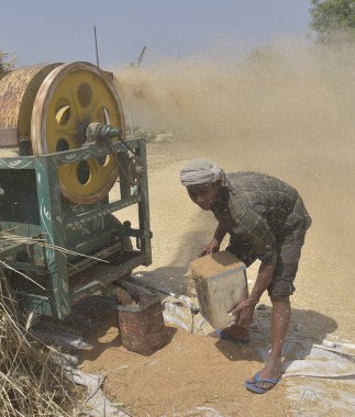 GHAZIABAD INDIA Nisan 7 2025 Çiftçiler buğday kabuğu soyar ve 7 Nisan 2025 'te Ghaziabad Hindistan Fotoğrafı: Sakib Ali Hindustan Times