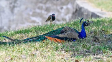 YENİ DELHI INDIA APRIL 7 2025 Tavuskuşu gölgenin altında yeşil çimlerde oturuyor 7 Nisan 2025 'te Yeni Delhi' de Zooloji Parkı 'ndaki sıcaklığı yenerek bu yaz hayvanat bahçesi bakıcıları çeşitli adımlar atıyorlar