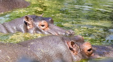 YENİ DELHI INDIA APRIL 7 2025 Hippopotamus, 7 Nisan 2025 tarihinde Yeni Delhi 'de Zooloji Parkı' ndaki bir su havuzunda sıcaklığı yendi. Delhi bu yaz hayvanat bahçesi bakıcıları etkisini azaltmak için çeşitli adımlar atıyorlar.