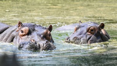 YENİ DELHI INDIA APRIL 7 2025 Hippopotamus, 7 Nisan 2025 tarihinde Yeni Delhi 'de Zooloji Parkı' ndaki bir su havuzunda sıcaklığı yendi. Delhi bu yaz hayvanat bahçesi bakıcıları etkisini azaltmak için çeşitli adımlar atıyorlar.