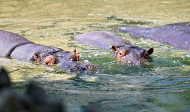YENİ DELHI INDIA APRIL 7 2025 Hippopotamus, 7 Nisan 2025 tarihinde Yeni Delhi 'de Zooloji Parkı' ndaki bir su havuzunda sıcaklığı yendi. Delhi bu yaz hayvanat bahçesi bakıcıları etkisini azaltmak için çeşitli adımlar atıyorlar.