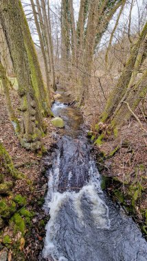 Zelezna Studienka 'da bir dere. Zelezna Studienka, Slovakya 'nın Bratislava kenti yakınlarındaki Bratislava Orman Parkı' nda bulunan popüler bir eğlence alanıdır. Doğal güzelliği, açık hava aktiviteleri ve tarihsel önemi ile bilinir..