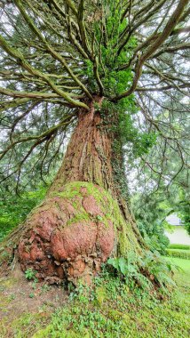 Tree With Abnormal Trunk Located Near the Lake in Mondsee, Austria. clipart