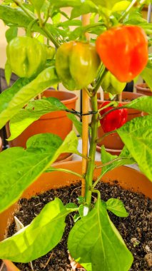  Çin Çok Renkli Biberleri Terasta Bir Tencerede Büyüyorlar.